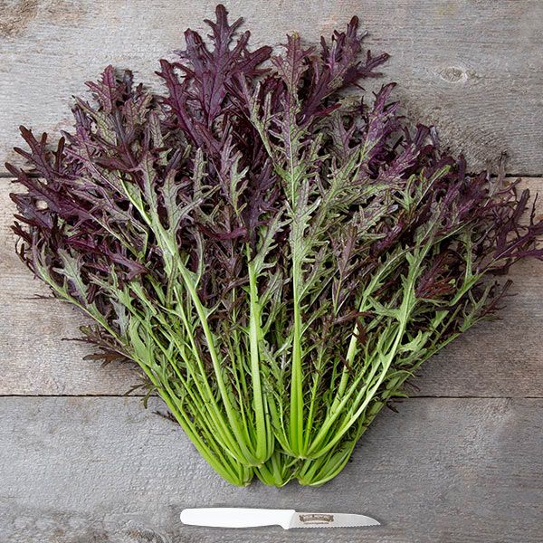Mizuna, red streak 200 seeds | Urban Naturalist